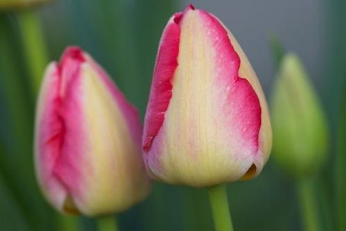 tulip;Flora;Springtime;Flowering;Gray;Pink;Blooming;buds;Spring;Petal;Petals;stem;stems;floral;Blossom;bud;Season;Yellow;Close-up;Bloom;Flower;Seasons;Plants;Green;Pastel;Flowers;Plant