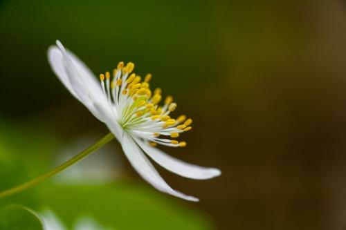 Bloom;Blossom;Blossoms;Couchville Cedar Glade State Natural Area;Floret;Floweret;Flowering;Flowers;Petal;Petals;Pistel;Rue Anemone;Short Springs State Natural Area;Stamen;Tennessee;Thalictrum thalictroides;Tullahoma;United States;White;Yellow;bloom;color;flora;floral;flower;green;plants