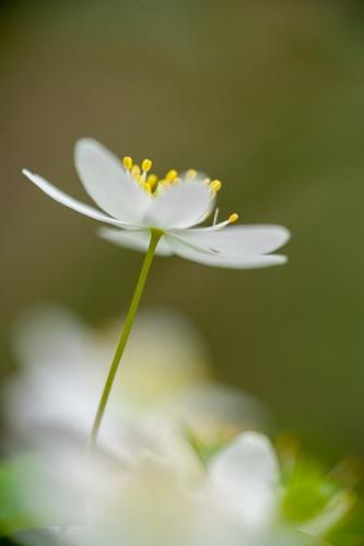 Bloom;Blossom;Blossoms;Couchville Cedar Glade State Natural Area;Floret;Floweret;Flowering;Flowers;Petal;Petals;Pistel;Rue Anemone;Short Springs State Natural Area;Stamen;Tennessee;Thalictrum thalictroides;Tullahoma;United States;White;Yellow;bloom;color;flora;floral;flower;green;plants