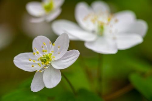 Bloom;Blossom;Blossoms;Couchville Cedar Glade State Natural Area;Floret;Floweret;Flowering;Flowers;Petal;Petals;Pistel;Rue Anemone;Short Springs State Natural Area;Stamen;Tennessee;Thalictrum thalictroides;Tullahoma;United States;White;Yellow;bloom;color;flora;floral;flower;green;plants