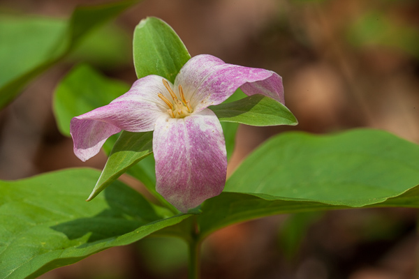 Bloom;Blossom;Blossoms;Botanical;Brown;Calm;Couchville Cedar Glade State Natural Area;Floral;Floret;Floweret;Flowering;Flowers;Flowers & Plants;Healing;Health care;Healthcare;Leaf;Macro;Nature;Pastoral;Petal;Petals;Pink;Pistel;Seasons;Short Springs State Natural Area;Spring;Springtime;Stamen;Sunlight;Sunshine;Tan;Tennessee;Trillium;Tullahoma;United States;bloom;botanicals;flora;floral;flower;green;leaves;magenta;oneness;peaceful;plants;restful;serene;soothing;sunlit;tranquil;zen