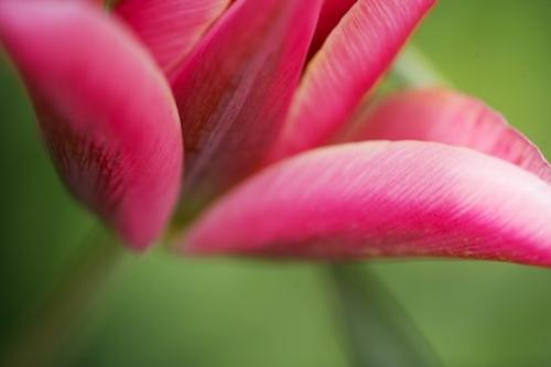Pistel;Plant;Floret;Flowering;Flower;stems;stem;tulip;Blossom;Petals;Botanical;Blooming;Pink;Plants;Bloom;Red;Stamen;Flowers;Petal;Close-up;Blossoms;Green;Floweret