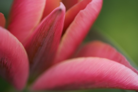 Bloom;Blooming;Blossom;Blossoms;Floret;Flower;Floweret;Flowering;Flowers;Green;Petal;Petals;Pink;Pistel;Red;Stamen;tulip