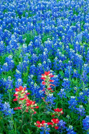 Bloom;Blossom;Blossoms;Blue;Blues;Calm;College Station;Cool Colors;Cool Palette;Cool Tones;Fabaceae;Floret;Floweret;Flowering;Flowers;Gold;Healing;Health care;Healthcare;Lavender;Lupinus texensis;Orange;Periwinkle;Petal;Petals;Pistil;Prairie;Stamen;Texas;Texas Bluebonnet;United States;Warm Colors;Warm Palette;Warm Tones;Yellow;bloom;blue;color;dandelions;field;flora;floral;flower;grass;green;meadow;pasture;peaceful;plants;purple;red;restful;serene;soothing;tranquil;wildflowers;yellow