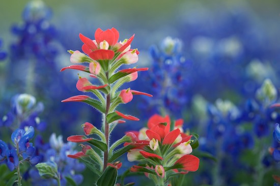 Bloom;Blossom;Blossoms;blue;College Station;dandelions;field;Floret;Flower;Floweret;Flowering;Flowers;gold;green;lavender;meadow;orange;pasture;periwinkle;Petal;Petals;Pink;Pistil;prairie;purple;red;Stamen;Texas;Violet;White;wildflowers;yellow