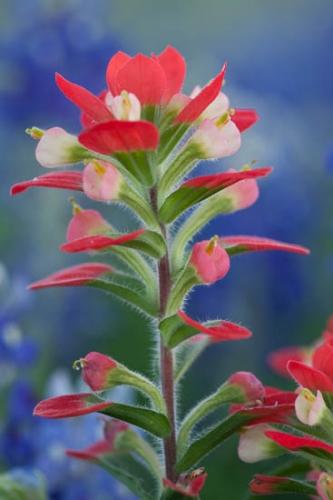 Bloom;Blossom;Blossoms;Blue;Bluebonnet;Bluebonnets;Close-up;College Station;Flower;Floweret;Flowering;Flowers;Flowers & Plants;Green;Healing;Health care;Healthcare;Indian Paintbrush;Leaf;Leaves;Macro;Modern;Nature;Oneness;Pastoral;Peaceful;Petal;Petals;Plant;Red;Texas;Texas Bluebonnet;United States;Wildflower;bloom;botanical;botanicals;calm;contemporary;contemporary art;flora;floral;modern art;restful;serene;soothing;tranquil;zen