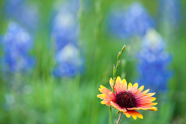 Bloom;Blossom;Blossoms;Blue;Blues;Botanical;Bud;Calm;Close-up;College Station;Cool Colors;Cool Palette;Cool Tones;Flora;Floral;Floweret;Flowering;Flowers;Flowers & Plants;Healing;Health care;Healthcare;Image type;Indian Blanket;Lupinus texensis;Macro;Minimalism;Nature;Pastoral;Petal;Petals;Photo specs;Plant;Seed Head;Texas;Texas Bluebonnet;United States;Warm Colors;Warm Palette;Warm Tones;Yellow;bloom;blue;botanicals;color;flora;floral;flower;grass;green;oneness;orange;peaceful;plants;red;restful;serene;soothing;stems;tranquil;wildflower;yellow;zen