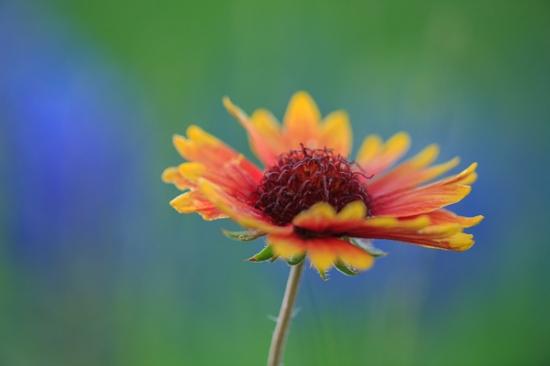 Abstract;Abstractions;Bloom;Blossom;Blossoms;Blue;Blues;Calm;Close-up;College Station;Cool Colors;Cool Palette;Cool Tones;Fabaceae;Floral;Floret;Floweret;Flowering;Flowers;Flowers & Plants;Gold;Healing;Health care;Healthcare;Impressionistic;Indian Blanket;Lavender;Lupinus texensis;Macro;Minimalism;Nature;Pastoral;Patterns;Periwinkle;Petal;Petals;Pistil;Stamen;Stock categories;Texas;Texas Bluebonnet;Textures;United States;Warm Colors;Warm Palette;Warm Tones;Yellow;bloom;blue;color;flora;floral;flower;green;impressionism;oneness;orange;peaceful;plant;plants;red;restful;serene;shapes;soothing;tranquil;wildflower;yellow;zen