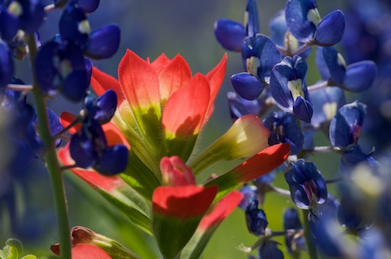 Bloom;Blossom;Blossoms;Blue;Brenham;Fabaceae;Field;Floret;Flower;Floweret;Flowering;Flowers;Green;Lavender;Lupinus texensis;Meadow;Orange;Pasture;Periwinkle;Petal;Petals;Pistil;Prairie;Purple;Red;Stamen;Texas;Texas Bluebonnet