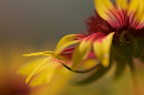 Abstract;Blade;Blossoms;Orange;Pasture;Floweret;Petal;Stamen;Texas;Patterns;Textures;Flowering;Petals;Floret;Bloom;Brenham;Flowers;Flower;Shapes;Red;Blossom;Ladybird Johnson Wildflower Center;Pistil;Yellow;Abstractions;Gold;close-up;Field;Green;Prairie;Meadow