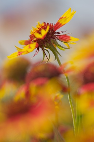 Abstract;Abstractions;Blade;Bloom;Blossom;Blossoms;Brenham;Field;Floret;Flower;Floweret;Flowering;Flowers;Gold;Green;Meadow;Orange;Pasture;Patterns;Petal;Petals;Pistil;Prairie;Red;Shapes;Stamen;Texas;Textures;Yellow