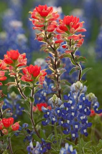 Bloom;Blossom;Blossoms;Blue;Brenham;Fabaceae;Field;Floret;Flower;Floweret;Flowering;Flowers;Green;Lavender;Lupinus texensis;Meadow;Orange;Petal;Petals;Pistil;Prairie;Purple;Red;Stamen;Texas;Texas Bluebonnet;bloom;flora;floral;pasture