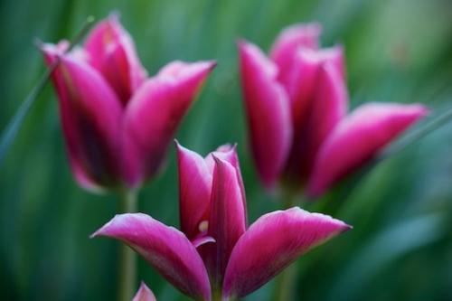 Floret;Green;tulip;Petal;Flowering;Flowers;Pistel;Flower;Purple;Petals;stem;Botanical;Spring;Springtime;tulips;Plant;Blossoms;Bloom;Red;Blossom;Pink;Floweret;Plants;Stamen;Blooming