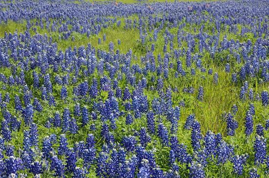 Bloom;Blossom;Blossoms;Blue;Bluebonnets;Brenham;Field;Floret;Flower;Floweret;Flowering;Flowers;Grass;Green;Lavender;Periwinkle;Petal;Petals;Pistil;Prairie;Purple;Stamen;Texas