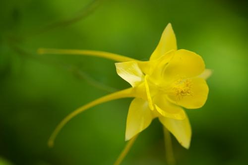 Abstract;Abstractions;Austin;Bloom;Blossom;Blossoms;Botanical;Calm;Close-up;Floral;Floret;Floweret;Flowering;Flowers;Flowers & Plants;Gold;Healing;Health care;Healthcare;Ladybird Johnson Wildflower Center;Macro;Nature;Pastoral;Petal;Petals;Pistil;Stamen;Texas;Textures;Warm Colors;Warm Palette;Warm Tones;Yellow;Yellow Columbine;bloom;botanicals;color;flora;floral;flower;green;oneness;patterns;peaceful;plant;plants;restful;serene;shapes;soothing;tranquil;yellow;zen