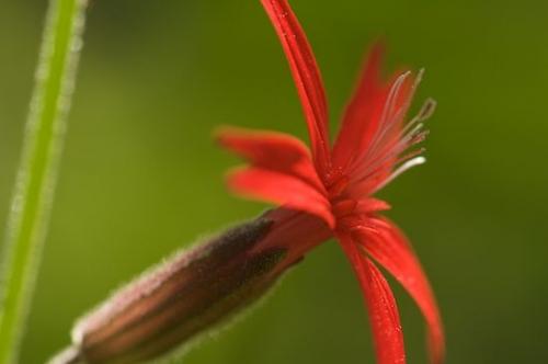 Green;Tennessee;Stamen;Blossom;Petal;Flowering;Silene virginica;Bloom;Close-up;Fire Pink;Petals;Floweret;Tullahoma;Blossoms;Floret;Flower;Short Springs State Natural Area;Pistel;Red;Flowers