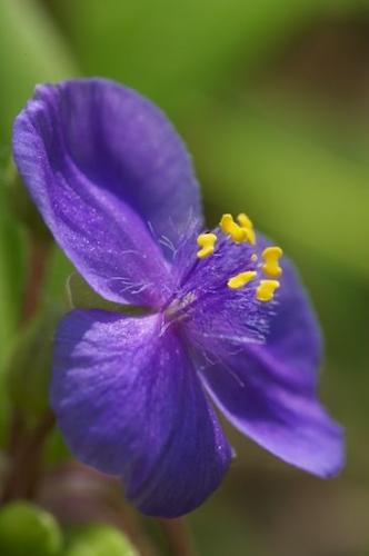 Flowers;Tullahoma;Spiderwort;Blossom;Petals;Stamen;Purple;Blossoms;Flowering;Green;Pistel;Tradescantia virginiana;Bloom;Floret;Close-up;Flower;Wildflower;Tennessee;wildflowers;Floweret;Lavender;Short Springs State Natural Area;Petal