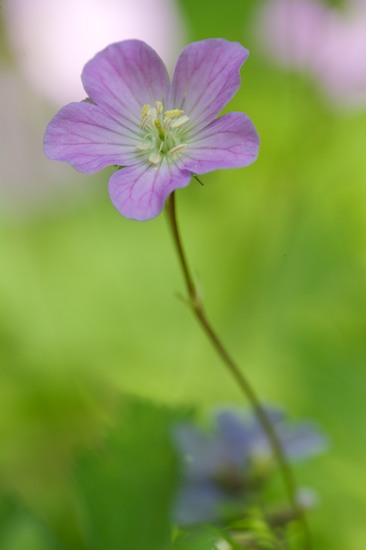 Bloom;Blossom;Blossoms;Floret;Flower;Floweret;Flowering;Flowers;Geranium maculatum;Green;Petal;Petals;Pistel;Purple;Short Springs State Natural Area;Stamen;Tennessee;Tullahoma;Wild Geranium;Wildflower