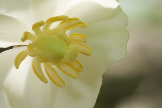 Bloom;Blossom;Blossoms;Cream;Floret;Flower;Floweret;Flowering;Flowers;Mayapple;Petal;Petals;Pistel;Podophyllum peltatum;Short Springs State Natural Area;Stamen;Tennessee;Tullahoma;Wildflower;Yellow