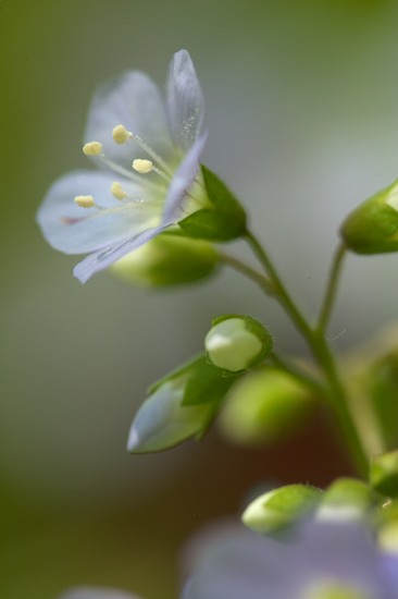Bloom;Blossom;Blossoms;Blue;Floret;Flower;Floweret;Flowering;Flowers;Green;Petal;Petals;Pistel;Short Springs State Natural Area;Stamen;Tennessee;Tullahoma;Wildflower