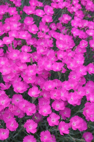 Abstract;Abstractions;Bloom;Blossom;Blossoms;Floret;Flower;Floweret;Flowering;Flowers;Magenta;Patterns;Petal;Petals;Pink;Pistel;Red;Shapes;Stamen;Textures