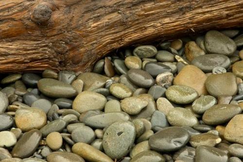 Rock Formations;Brown;Herbaceous;Tan;Geological;Stone;Stones;Speckled;Rocks;Striation;Geology;bark;Black;Grey;Plant;Ruby Beach;Trees;Trunk;Olympic National Park;Spotted;Flat;Tree Trunk;Round;Washington;Branches;Boulder;Gray;Branch;Tree;Rock
