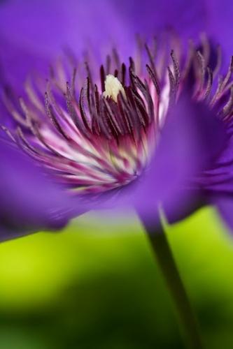Petal;Floweret;Bloom;Flowering;Pistel;Floret;Blossom;Petals;Flower;Blossoms;Purple;Stamen;Vertical;Clematis;Flowers