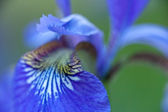 Abstract;Bloom;Blossom;Blossoms;Blue;Botanical;Bud;Calm;Close-up;Floral;Floret;Floweret;Flowering;Flowers;Flowers & Plants;Healing;Health care;Healthcare;Line;Macro;Minimalism;Nature;Pastoral;Petal;Petals;Pistel;Shape;Stamen;bloom;botanicals;flora;floral;flower;green;oneness;pattern;peaceful;plant;plants;restful;serene;soothing;texture;tranquil;wildflower;zen