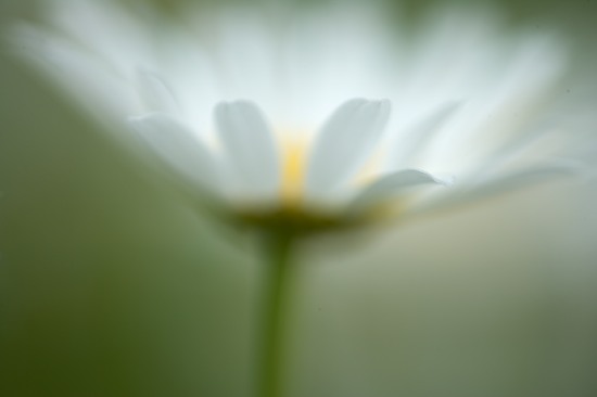 Bloom;Blossom;Blossoms;Daisies;Daisy;Floret;Flower;Floweret;Flowering;Flowers;Green;Orange;Petal;Petals;Pistel;Stamen;White;Yellow
