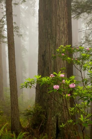 Bloom;Blossom;Blossoms;Branches;Brown;California;Calm;Crescent City;Damnation Creek Trail;Del Norte Coast Redwood State Park;Floret;Floweret;Flowering;Flowers;Fog;Forest;Forested;Healing;Health care;Healthcare;Herbaceous;Mist;Obscured;Petal;Petals;Pink;Pistil;Redwood;Redwood National Park;Rhododendron;Stamen;Timber;Timberland;Tree;United States;White;Wood;Woodland;Woodlands;Woods;bark;bloom;branch;flora;floral;flower;foggy;gray;green;haze;mist;misty;peaceful;plant;plants;restful;sequoia sempervirens;serene;soothing;tranquil;tree trunk;trees;trunk