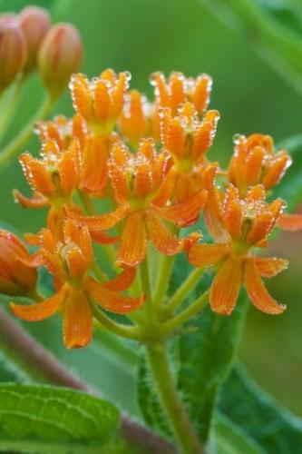 Botanicals;Flowering;Blossom;stem;droplet;Foliage;stems;Yellow;bud;Flora;floral;Stamen;buds;Petals;Plant;Floret;Petal;Leaves;dew drops;Bloom;Flowers;Oneness;Blossoms;Peaceful;drops;Flower;Gold;drop;Orange;Pistel;water;Floweret;Green;Close-up;Botanical;dewy;dew