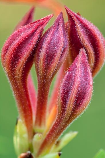 Bloom;Blossom;Blossoms;Botanical;Bud;Calm;Close-up;Flame Azalea;Floral;Floret;Floweret;Flowering;Flowers;Flowers & Plants;Healing;Health care;Healthcare;Macro;Minimalism;Nature;Pastoral;Petal;Petals;Pistel;Stamen;Wabi Sabi;Yellow;bloom;botanicals;contemporary;flora;floral;flower;green;magenta;oneness;orange;peaceful;plant;plants;restful;serene;soothing;tranquil;wildflower;zen