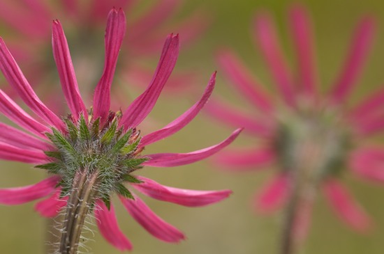 Abstract;Abstractions;Bloom;Blossom;Blossoms;Brown;Cedar Glade;Couchville;Couchville Cedar Glade State Natural Area;Echinacea tennesseensis;Endangered Species;Floret;Flower;Floweret;Flowering;Flowers;Fuschia;Green;Magenta;Patterns;Petal;Petals;Pink;Pistil;Purple;Shapes;Stamen;Tennessee;Tennessee Coneflower;Textures;TN