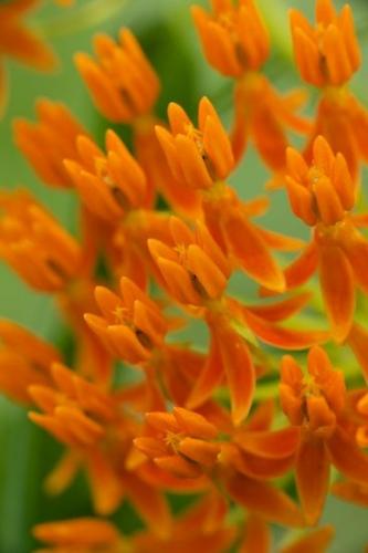 Couchville Cedar Glade State Natural Area;Petal;Abstract;Bloom;Petals;Red;Green;Abstractions;Cardiac Glycoside;Butterfly Weed;Stamen;Tennessee;Orange;Asclepias Tuberosa;Flowers;Blossoms;Floret;Milkweed;Blossom;Pistil;Textures;Flowering;Pleurisy-Root;Shapes;Floweret;Patterns;TN;Flower;Cedar Glade;Couchville