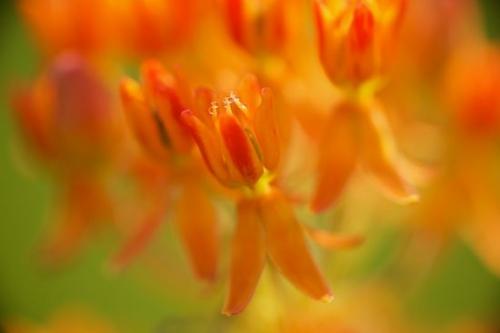 Floret;Pleurisy-Root;Petal;Shapes;Tennessee;Pistil;TN;Red;Flowering;Cedar Glade;water;Flower;Patterns;dew;Stamen;Couchville;Floweret;Flowers;dew drops;Textures;Petals;Orange;Couchville Cedar Glade State Natural Area;Green;Abstractions;Bloom;Blossoms;Milkweed;Abstract;Blossom;Asclepias Tuberosa;Cardiac Glycoside;Butterfly Weed;dewy