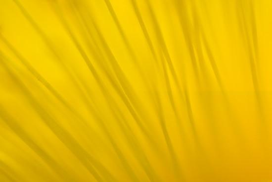 Abstract;Abstractions;Bloom;Blossom;Blossoms;Cedar Glade;Couchville Cedar Glade State Natural Area;Floret;Flower;Floweret;Flowering;Flowers;Gold;Golden St. Johnswort;Hypericum frondosum;Middle Tennessee;Patterns;Petal;Petals;Pistil;Shapes;Stamen;Tennessee;Textures;TN;Yellow