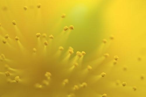 Abstract;Flower;Cedar Glade;Shapes;Floret;Couchville Cedar Glade State Natural Area;Gold;Abstractions;Petals;Flowers;Blossoms;Yellow;Blossom;Hypericum frondosum;Bloom;Pistil;Stamen;Tennessee;TN;Golden St. Johnswort;Floweret;Green;Middle Tennessee;Petal;Patterns;Flowering;Textures