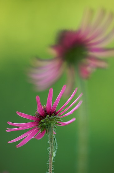Bloom;Blossom;Blossoms;Brown;Cedar Glade;Couchville Cedar Glade State Natural Area;Echinacea tennesseensis;Endangered Species;Floret;Flower;Floweret;Flowering;Flowers;Fuschia;Green;Lavender;Magenta;Petal;Petals;Pistil;Purple;Stamen;Tennessee;Tennessee Coneflower