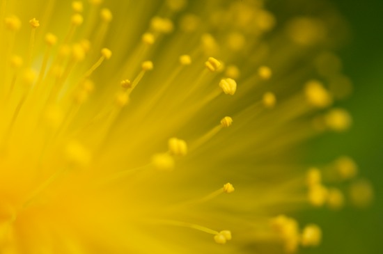 Abstract;Abstractions;Bloom;Blossom;Blossoms;Cedar Glade;Couchville Cedar Glade State Natural Area;Floret;Flower;Floweret;Flowering;Flowers;Gold;Golden St. Johnswort;Green;Hypericum frondosum;Orange;Patterns;Petal;Petals;Pistil;Shapes;St. Johnswort;Stamen;Tennessee;Textures;Yellow