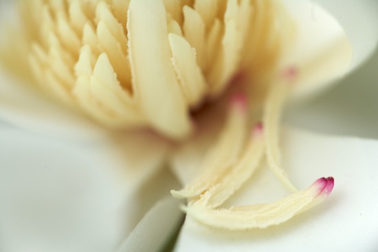 Abstract;Abstractions;Bloom;Blossom;Blossoms;Floret;Flower;Floweret;Flowering;Flowers;Magnolia;Patterns;Petal;Petals;Pistel;Shapes;Stamen;Textures;White