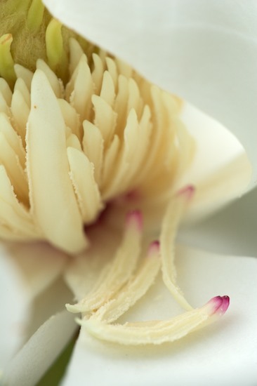 Abstract;Abstractions;Bloom;Blossom;Blossoms;Floret;Flower;Floweret;Flowering;Flowers;Magnolia;Patterns;Petal;Petals;Pistel;Shapes;Stamen;Textures;White