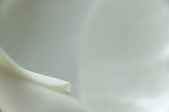 Abstract;Abstractions;Bloom;Blossom;Blossoms;Floret;Flower;Floweret;Flowering;Flowers;Magnolia;Patterns;Petal;Petals;Pistel;Shapes;Stamen;Textures;White