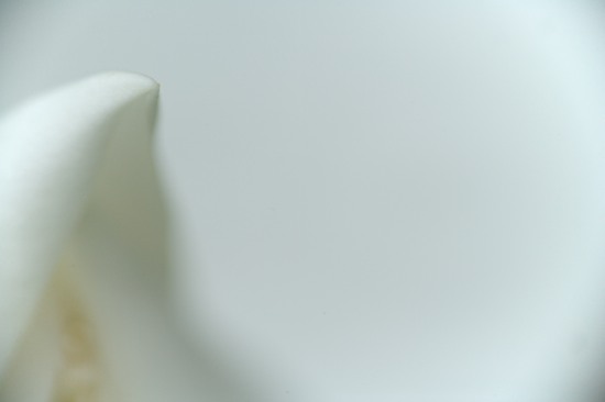 Abstract;Abstractions;Bloom;Blossom;Blossoms;Floret;Flower;Floweret;Flowering;Flowers;Magnolia;Patterns;Petal;Petals;Pistel;Shapes;Stamen;Textures;White