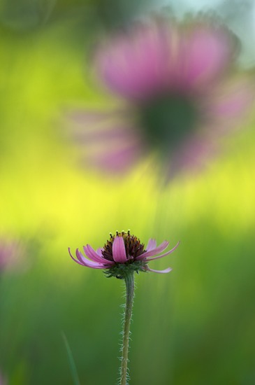 Bloom;Blossom;Blossoms;Brown;Cedar Glade;Couchville Cedar Glade State Natural Area;Echinacea tennesseensis;Endangered Species;Floret;Flower;Floweret;Flowering;Flowers;Fuschia;Green;Lavender;Magenta;Petal;Petals;Pistil;Purple;Stamen;Tennessee;Tennessee Coneflower