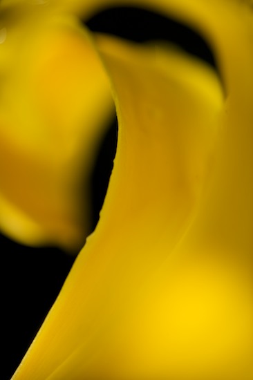 Abstract;Abstractions;Bloom;Blossom;Blossoms;Closeup;Floret;Flower;Floweret;Flowering;Flowers;Patterns;Petal;Petals;Pistel;Shapes;Stamen;Textures;Yellow