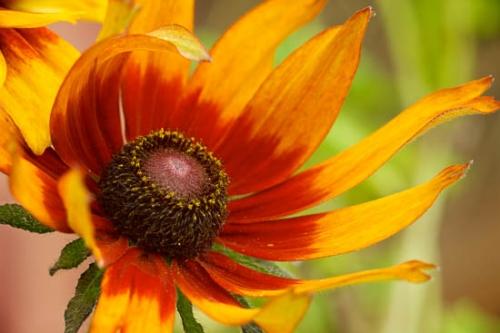 Abstract;Abstractions;Bloom;Blossom;Blossoms;Brown;Floret;Flower;Floweret;Flowering;Flowers;Gold;Green;Orange;Patterns;Petal;Petals;Pistil;Red;Shapes;Stamen;Tennessee;Textures;Yellow;bloom;flora;floral