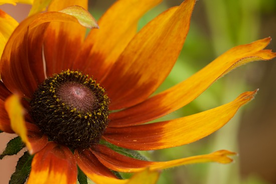 Abstract;Abstractions;Bloom;Blossom;Blossoms;Brown;Floret;Flower;Floweret;Flowering;Flowers;Gold;Green;Orange;Patterns;Petal;Petals;Pistil;Red;Shapes;Stamen;Textures;Yellow