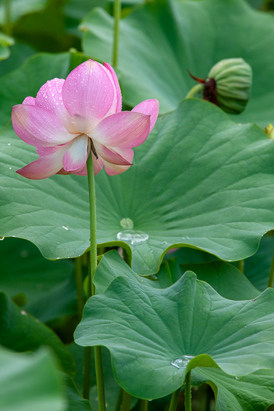 Abstract;Abstractions;Bloom;Blossom;Blossoms;Botanical;Calm;Close-up;Dew;Droplets;Drops;Flora;Floral;Floret;Floweret;Flowering;Flowers;Flowers & Plants;Franklin;Healing;Health care;Healthcare;Leaf;Leafy;Lotus;Nature;North Carolina;Pastoral;Petal;Petals;Pink;Pistil;Plant;Stamen;Stock categories;United States;Vein;Veins;Water;Water Drops;Water Lotus;White;bloom;botanicals;botany;damp;dew drops;dewy;drop;droplet;flora;floral;flower;foliage;green;greenery;leaves;magenta;moisture;oneness;peaceful;plant;plants;restful;serene;soothing;tranquil;wet;zen