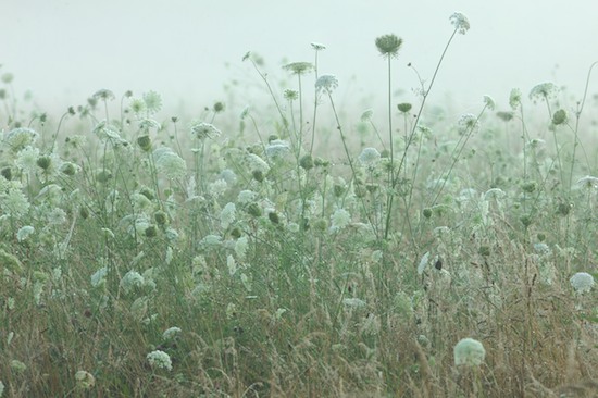 Bloom;Blossom;Blossoms;botanical;botanicals;botany;Damp;Daucus carota;Dew;Dewy;Drop;Droplet;flora;Floret;Flower;Floweret;Flowering;Flowers;Fog;Foggy;Franklin;greenery;Haze;herb;herbage;Mist;Misty;Moisture;North Carolina;Obscured;Petal;Petals;Pistil;plant;plants;Queen Anne's Lace;shrub;Stamen;vegetation;Water;Wet;Wild Carrot