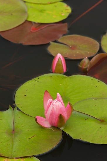 Bloom;Blossom;Blossoms;Bog;botanical;botanicals;botany;flora;Floret;Flower;Floweret;Flowering;Flowers;Franklin;Fuschia;greenery;herb;herbage;Hot Pink;Lily Pads;Marsh;Mire;Muskeg;North Carolina;Petal;Petals;Pistil;plant;plants;shrub;Stamen;Swamp;Swamps;vegetation